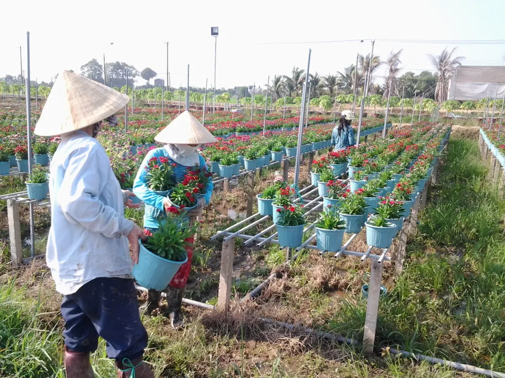 Làng hoa Cù Lao Phố Biên Hòa hối hả đón xuân ảnh 3
