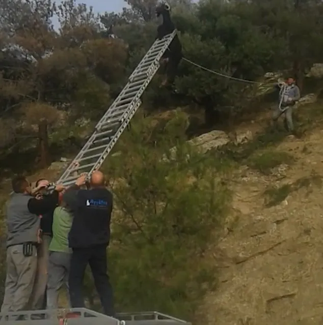 Giải cứu dê 'đi lạc' trên dây điện thoại ảnh 2