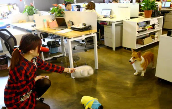 Được phép mang thú cưng đến công sở để... giảm stress ảnh 2