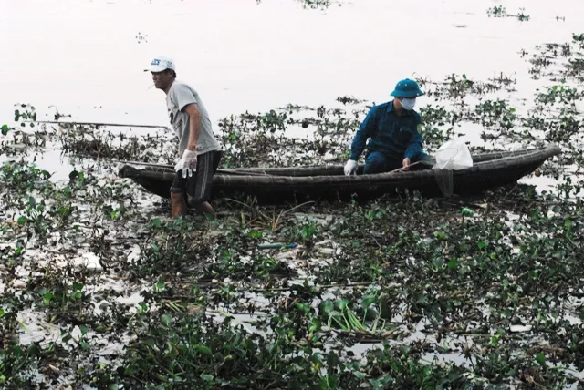 Chùm ảnh: Dân quân thu gom cá biển chết dạt vào bờ ảnh 2 Chùm ảnh: Dân quân thu gom cá biển chết dạt vào bờ ảnh 2