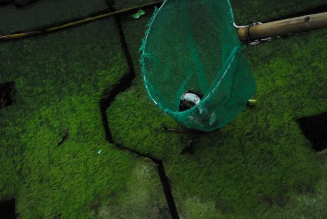 Chùm ảnh: Dân quân thu gom cá biển chết dạt vào bờ ảnh 3 Chùm ảnh: Dân quân thu gom cá biển chết dạt vào bờ ảnh 3