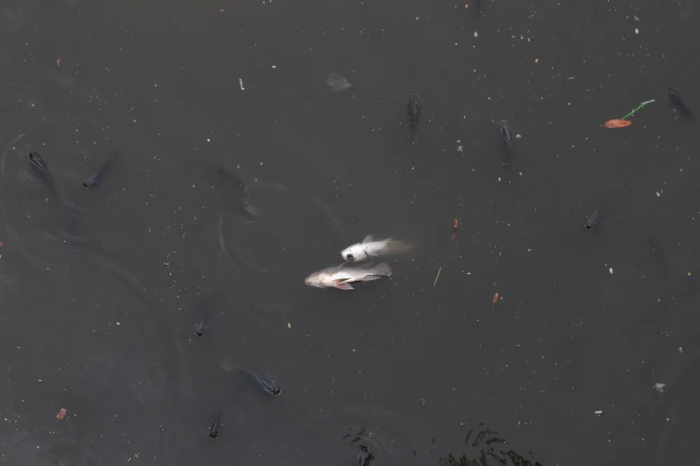 Cá lóp ngóp nổi lên hớp không khí trên kênh Nhiêu Lộc ảnh 2 Cá lóp ngóp nổi lên hớp không khí trên kênh Nhiêu Lộc ảnh 2