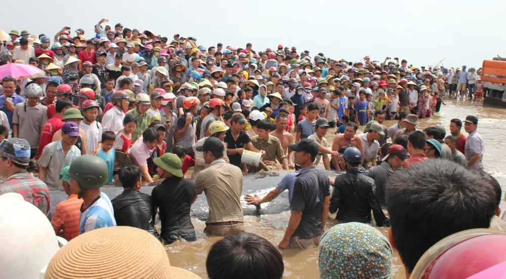 Cá voi 15 tấn đã được cứu, hàng ngàn người reo hò ảnh 1 Cá voi 15 tấn đã được cứu, hàng ngàn người reo hò ảnh 1