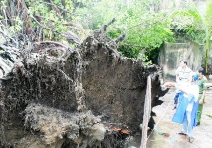 Cây cổ thụ bứng gốc trong cơn giông