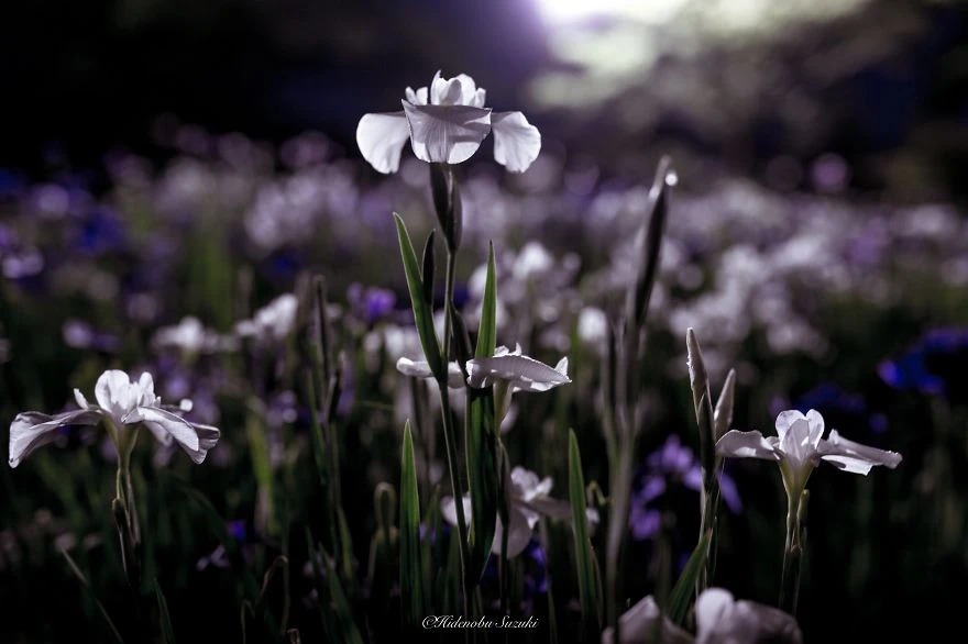 Mùa mưa Nhật bản đẹp tựa tranh vẽ