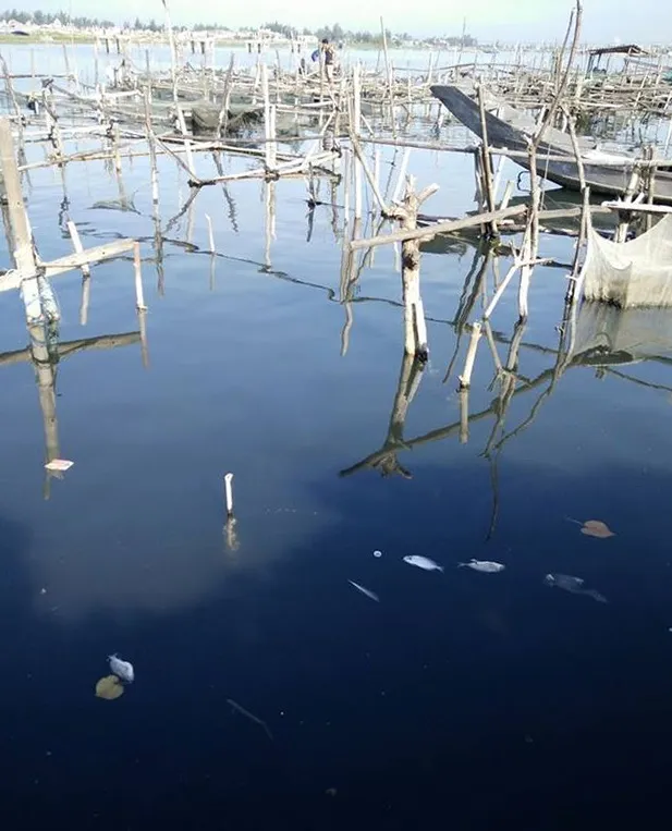Ước tính ban đầu có khoảng 37 hộ nuôi cá lồng có hiện tượng cá chết