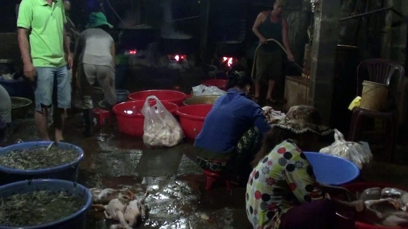 Toàn cảnh chế biến, nhổ lông và làm cho da vịt bóng láng tại cơ sở giết mổ gia cầm của ông Nguyễn Văn Danh. 