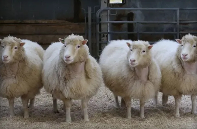 Debbie, Denise, Dianna và Daisy vừa bước sang tuổi thứ 9 với tình hình sức khỏe rất tốt.