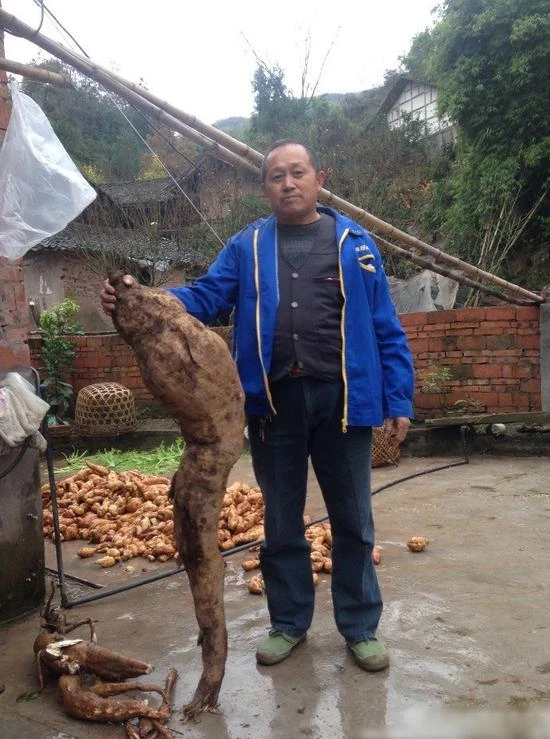 Đào được củ sắn khổng lồ có hình chân người ảnh 2