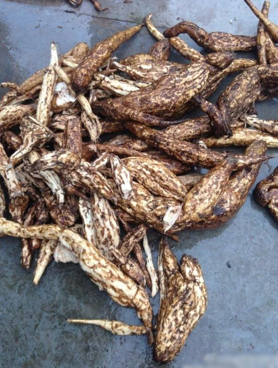 Đào được củ sắn khổng lồ có hình chân người ảnh 4