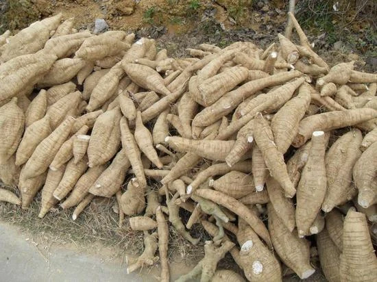 Đào được củ sắn khổng lồ có hình chân người ảnh 5