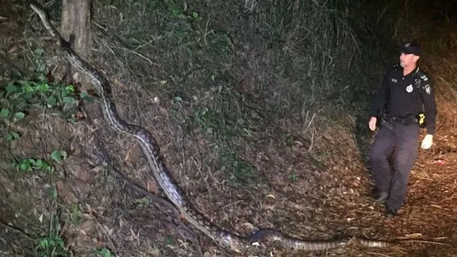 Đứng tim vì suýt bước qua trăn dài 5 m ảnh 1 Đứng tim vì suýt bước qua trăn dài 5 m ảnh 1