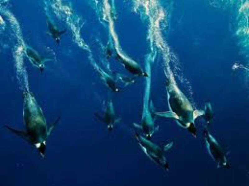 Loài vật nào lặn lâu nhất trên thế giới? ảnh 1