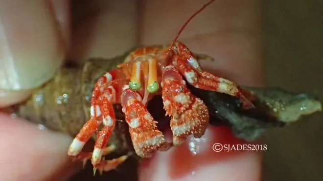 Phát hiện nhiều sinh vật biển kỳ dị ở vùng biển sâu Indonesia ảnh 10