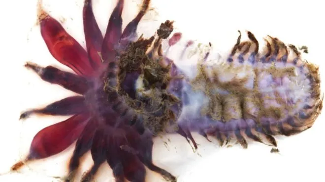 Phát hiện nhiều sinh vật biển kỳ dị ở vùng biển sâu Indonesia ảnh 5