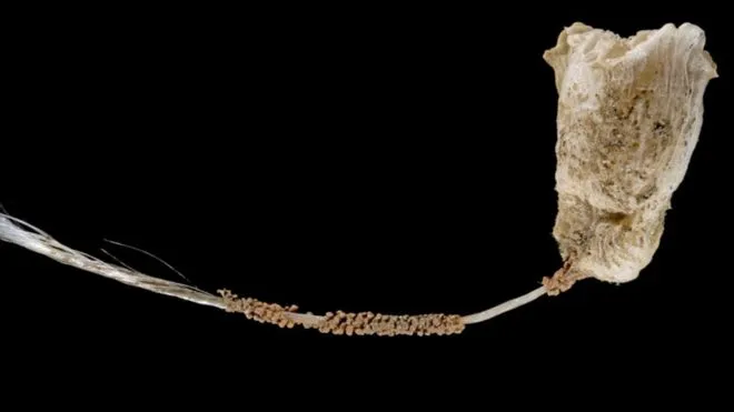 Phát hiện nhiều sinh vật biển kỳ dị ở vùng biển sâu Indonesia ảnh 8