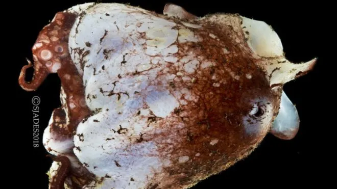 Phát hiện nhiều sinh vật biển kỳ dị ở vùng biển sâu Indonesia ảnh 9