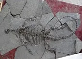 Tìm thấy loài rùa 'ngỡ bị tuyệt chủng’ trong 113 năm ảnh 2 Phát hiện hóa thạch rùa tiền sử khổng lồ ở Trung Quốc