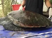 Rùa biển quý hiếm chết đau đớn do nuốt quá nhiều rác