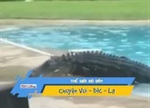 Bé gái 11 tuổi chọc vào mắt cá sấu để cứu bạn thoát chết ảnh 2 Hoảng hồn khi thấy cá sấu gần 3m ở bể bơi gia đình