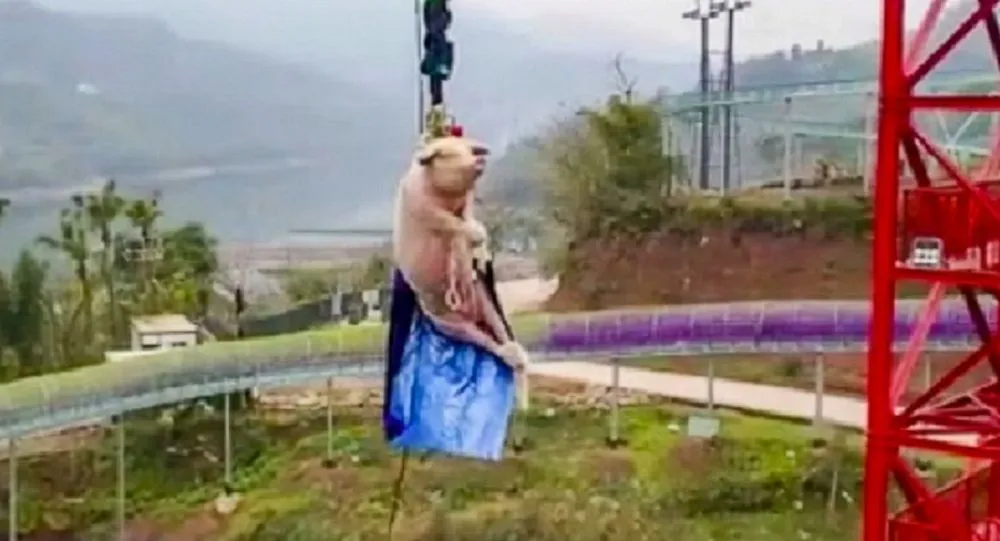 Con lợn bị treo vào một sợi dây, rồi bị đẩy rơi xuống dưới để khai trương trò chơi nhảy bungee tại công viên giải trí Mexin Wine Town. Ảnh cắt từ video