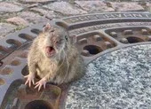 Huy động đội cứu hộ để giải cứu...chuột mắc kẹt nắp cống