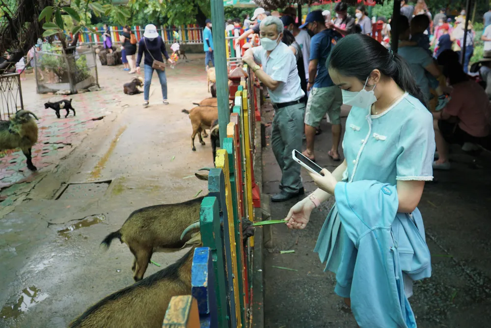 Nhiều người tập trung phía ngoài chuồng nuôi dê và cho chúng ăn cỏ. Dê là một trong những loài vật khá thân thiện nên Thảo Cầm Viên xây rào ngăn cách dạng thấp để mọi người có thể tiếp cận chúng dễ dàng.