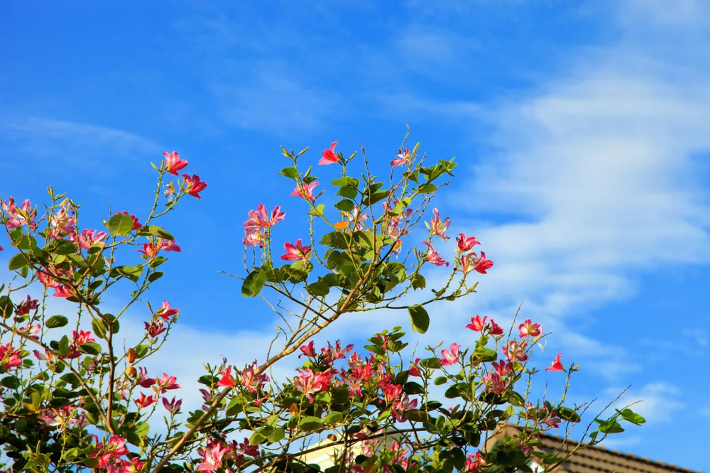 Về xứ Phan ngắm hoa ban đỏ rợp trời ảnh 2