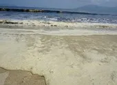 Dân Đà Nẵng lo lắng khi cứ tắm biển là ngứa ảnh 3 Nước biển Đà Nẵng có màu vàng hôi là do tảo