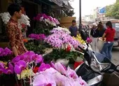 Hốt bạc hoa lan Tết bán 'đắt như tôm tươi'