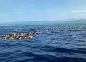 Hy hữu: Bệnh viện 2 giờ nội soi cứu rùa biển ngộ độc rác thải ảnh 3 Phát hiện hàng trăm rùa biển quý hiếm chết không rõ nguyên do