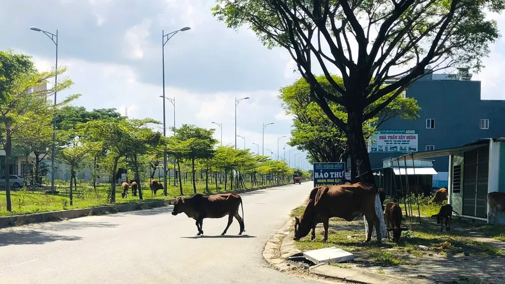 Bò thả rông nghênh ngang trên tuyến đường Nguyễn Tất Thành nối dài, phường Hòa Hiệp Nam, quận Liên Chiểu. Ảnh: TẤN VIỆT bò thả rông khu đô thị đà nẵng