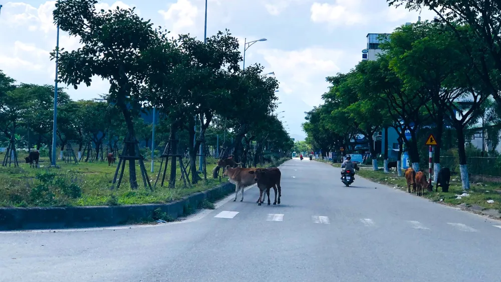Bò thả rông dễ gây nguy hiểm cho các phương tiện trên đường. Ảnh: TẤN VIỆT bo-tha-rong-khu-do-thi-da-nang-2.jpg