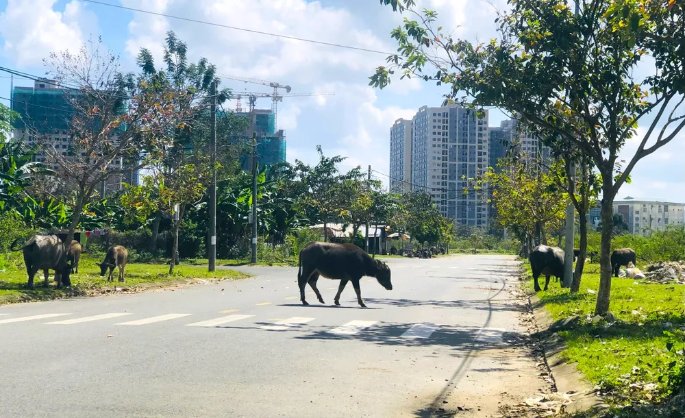 Trâu, bò thả rông vô tư diễu phố. Ảnh: TẤN VIỆT bo-tha-rong-khu-do-thi-da-nang.jpg