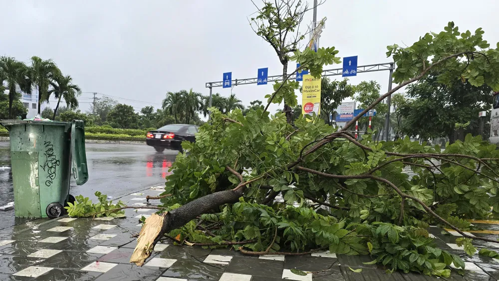 Một cây bị gãy trên đường Phạm Văn Đồng, gần cầu sông Hàn. Ảnh: TẤN VIỆT bao-tra-mi-da-nang-1.jpg