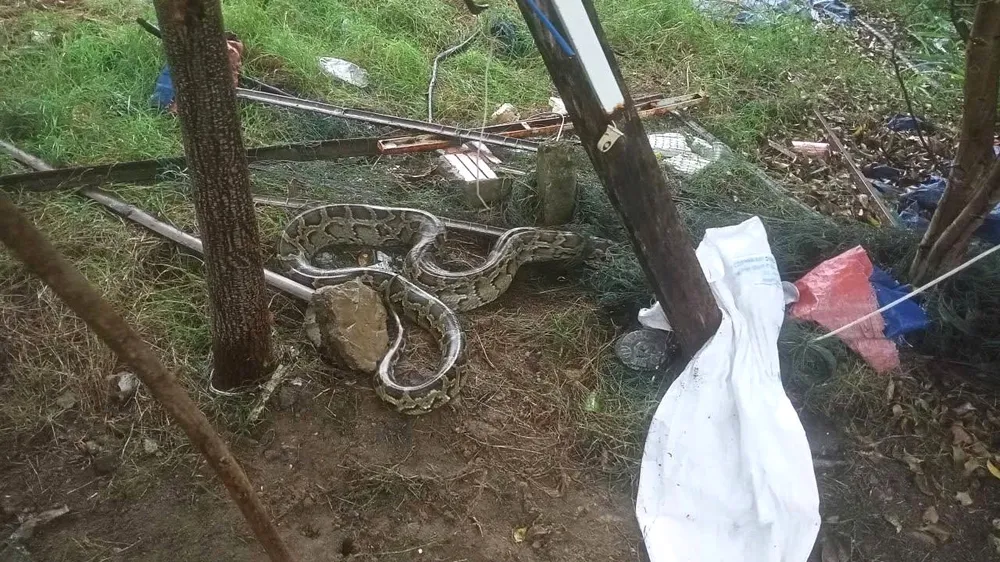 trăn đất lạc vào khu dân cư