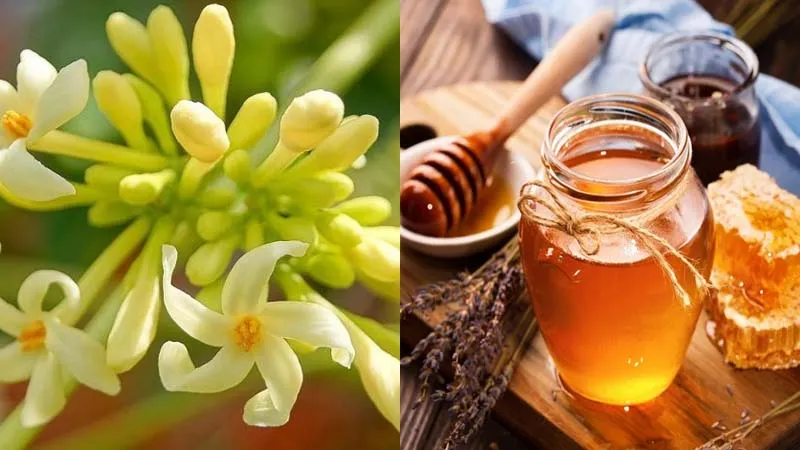 Người đàn ông 59 tuổi uống hoa đu đủ ngâm mật ong trong suốt 2 năm khiến men gan tăng gấp 1.000 lần. Ảnh minh họa hoa đu đủ ngâm mật ong.jpg