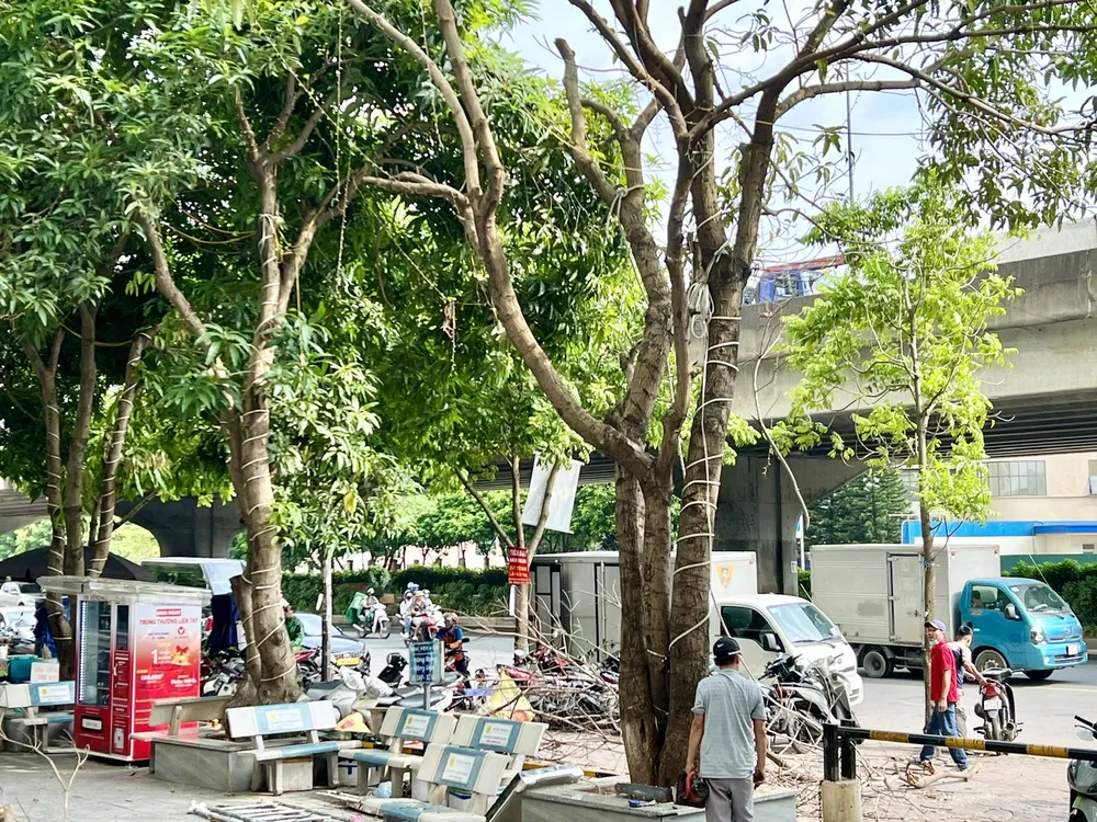 Cành cây có nguy cơ gãy, đổ trên đường vành đai 3, quận Hoàng Mai đang được chặt bỏ. Ảnh: TT siêu bão số 3.jpg