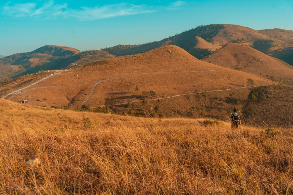 Dưới ánh nắng mặt trời, đỉnh Phượng Hoàng mùa cỏ cháy lấp lánh như được dát vàng, tạo nên một bức tranh thiên nhiên vô cùng rực rỡ. Vẻ đẹp hồn cốt của nơi đây chính là sự tự nhiên, mộc mạc, sự giao hoà của cỏ cây và khí hậu.