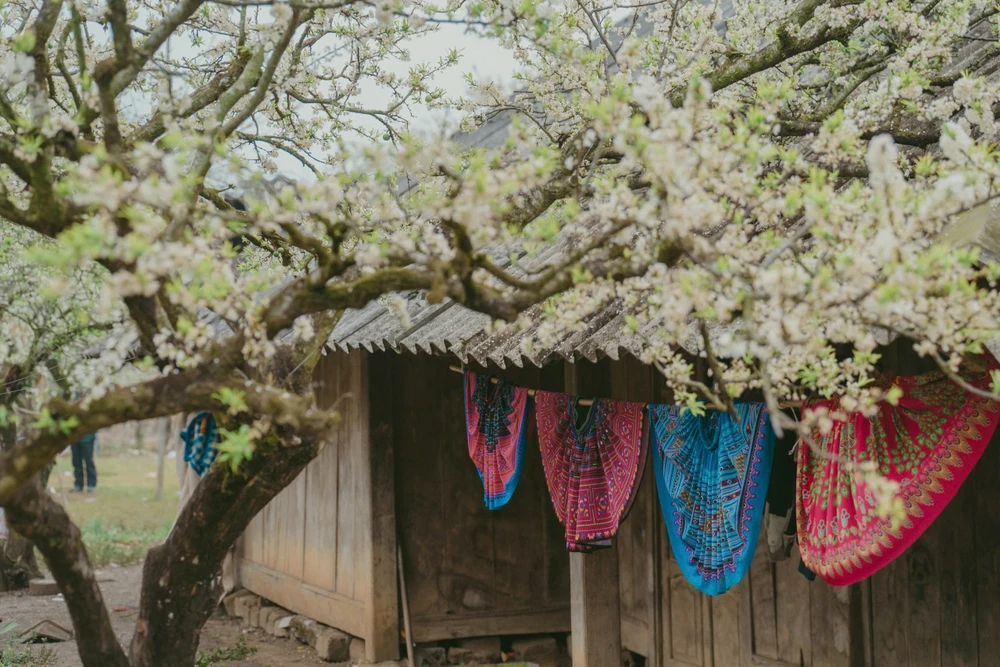 hoa mận mộc châu