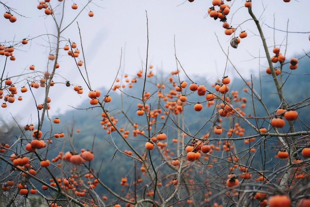 Ngoài những vườn hoa mận, du khách cũng có thể tham quan các vườn hồng ở Mộc Châu. Thông thường, vào khoảng cuối năm đến đầu năm âm lịch, tiết trời se lạnh, cây hồng rụng hết lá chỉ còn lại những quả chín treo lơ lửng trên cành cây khẳng khiu.
