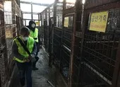 Tổng thống Hàn Quốc: Đã đến lúc cân nhắc cấm thịt chó ảnh 2 Hàn Quốc đóng cửa khu lò mổ chó lớn nhất nước