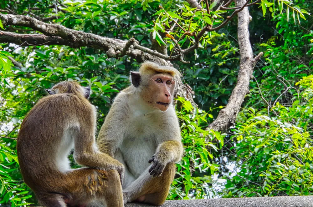 Sri Lanka đang cân nhắc xuất khẩu 10.000 con khỉ macaque cho Trung Quốc. Ảnh: SHUTTERSTOCK