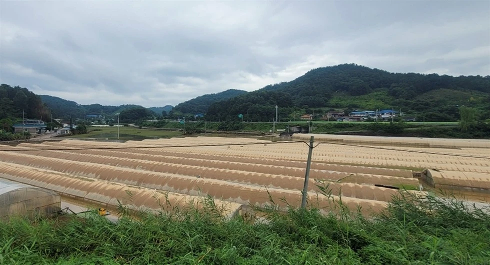 Mưa lớn đã tàn phá mùa màng của người nông dân Hàn Quốc (ảnh chụp vào ngày 16-7 tại tỉnh Nam Chungcheong). Ảnh: YONHAP