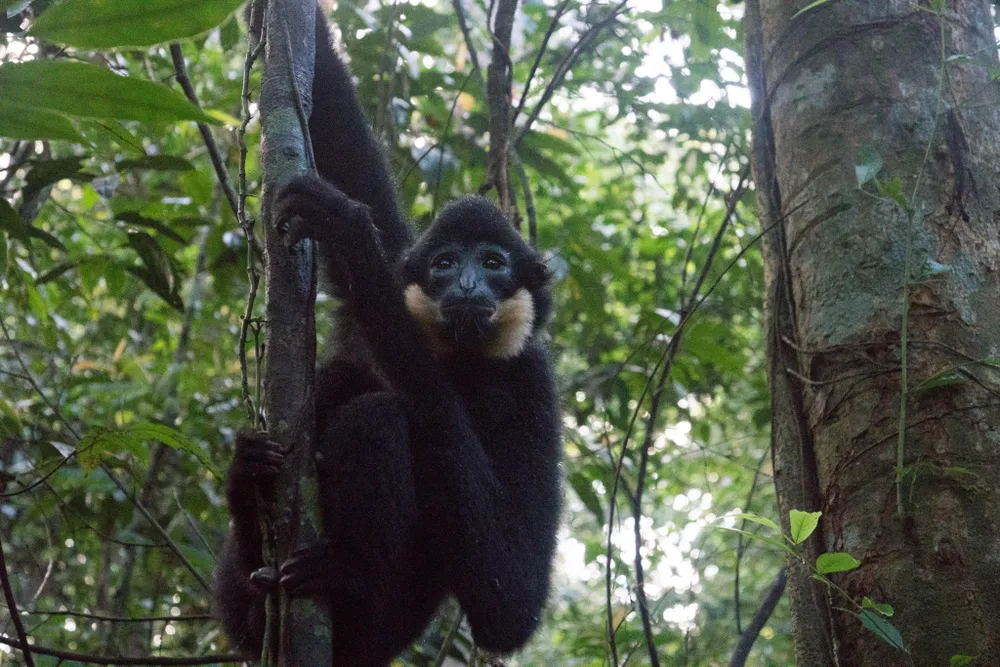 Huấn luyện linh trưởng trước khi tái thả giúp chúng dễ dàng thích nghi với môi trường tự nhiên. Trung tâm Cứu hộ, bảo tồn và phát triển sinh vật Vườn Quốc gia Bù Gia Mập