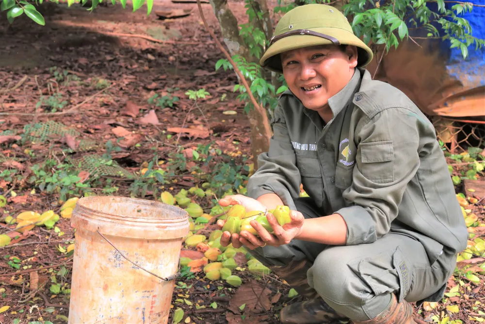 Anh Khương Hữu Thắng tận dụng các loại hoa quả trong vườn để bổ sung thức ăn cho các động vật. Ảnh: VÕ THƠ Anh Khương Hữu Thắng tận dụng các loại hoa quả trong vườn để bổ sung thức ăn cho các động vật. Ảnh: VÕ THƠ