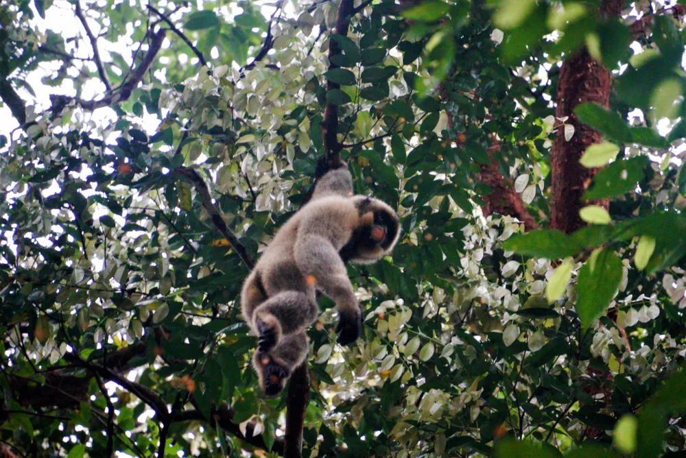 Trước khi tái thả về tự nhiên các loài động vật sẽ được huấn luyện bản năng hoang dã để thích nghi với môi trường. Trước khi tái thả về tự nhiên các loài động vật sẽ được huấn luyện bản năng hoang dã để thích nghi với môi trường.