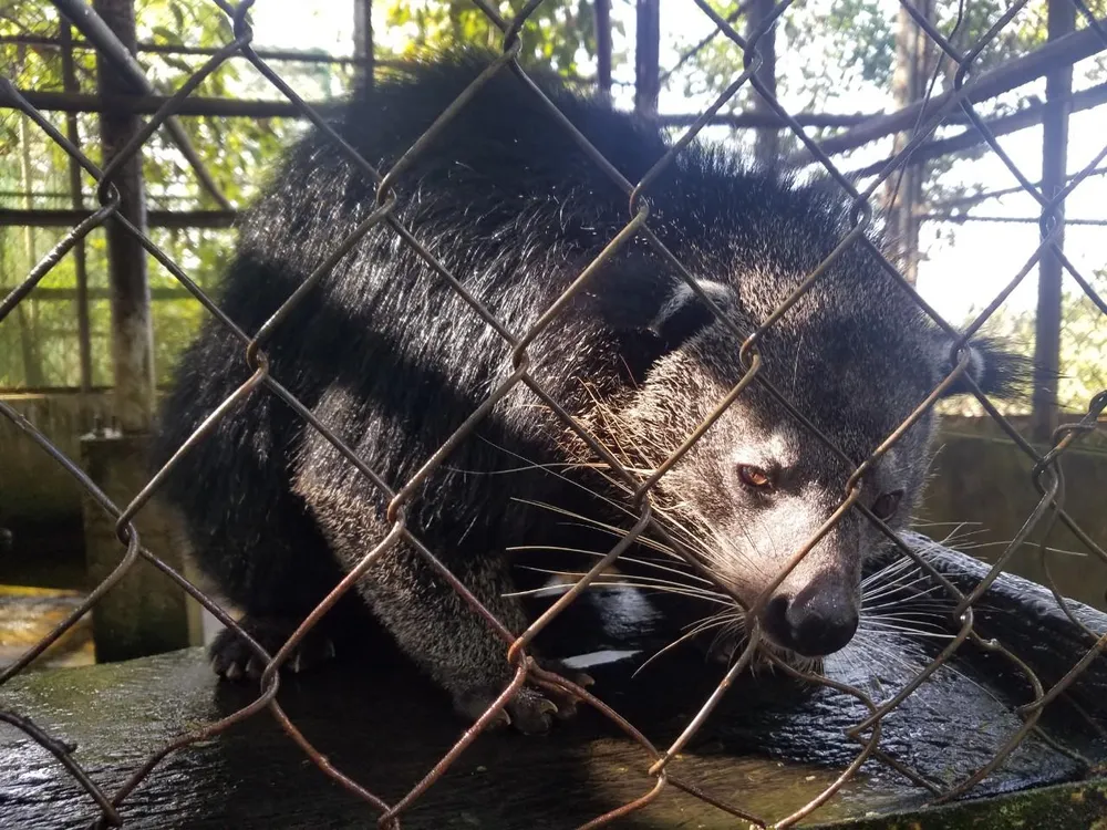 Cầy mực được trung tâm tiếp nhận từ Hạt Kiểm Lâm huyện Lộc Ninh, Bình Phước, do người dân chủ động giao nộp. Trung tâm Cứu hộ, bảo tồn và phát triển sinh vật Vườn Quốc gia Bù Gia Mập