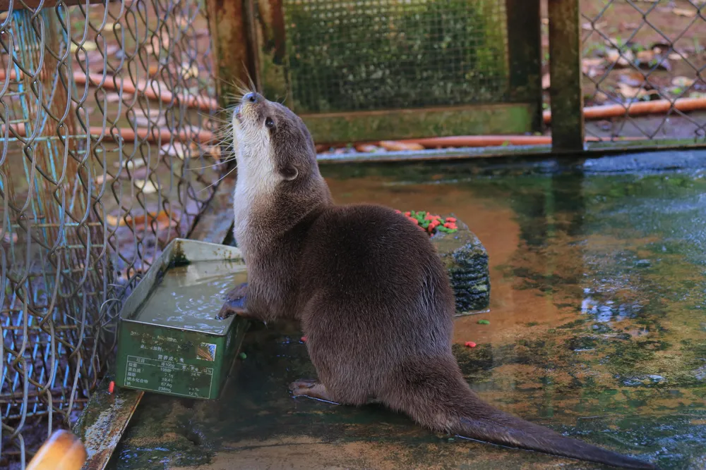 Rái cá là sống theo bầy đàn, nhóm gia đình, cả bố và mẹ đều chăm sóc con cái. Trung tâm Cứu hộ, bảo tồn và phát triển sinh vật Vườn Quốc gia Bù Gia Mập