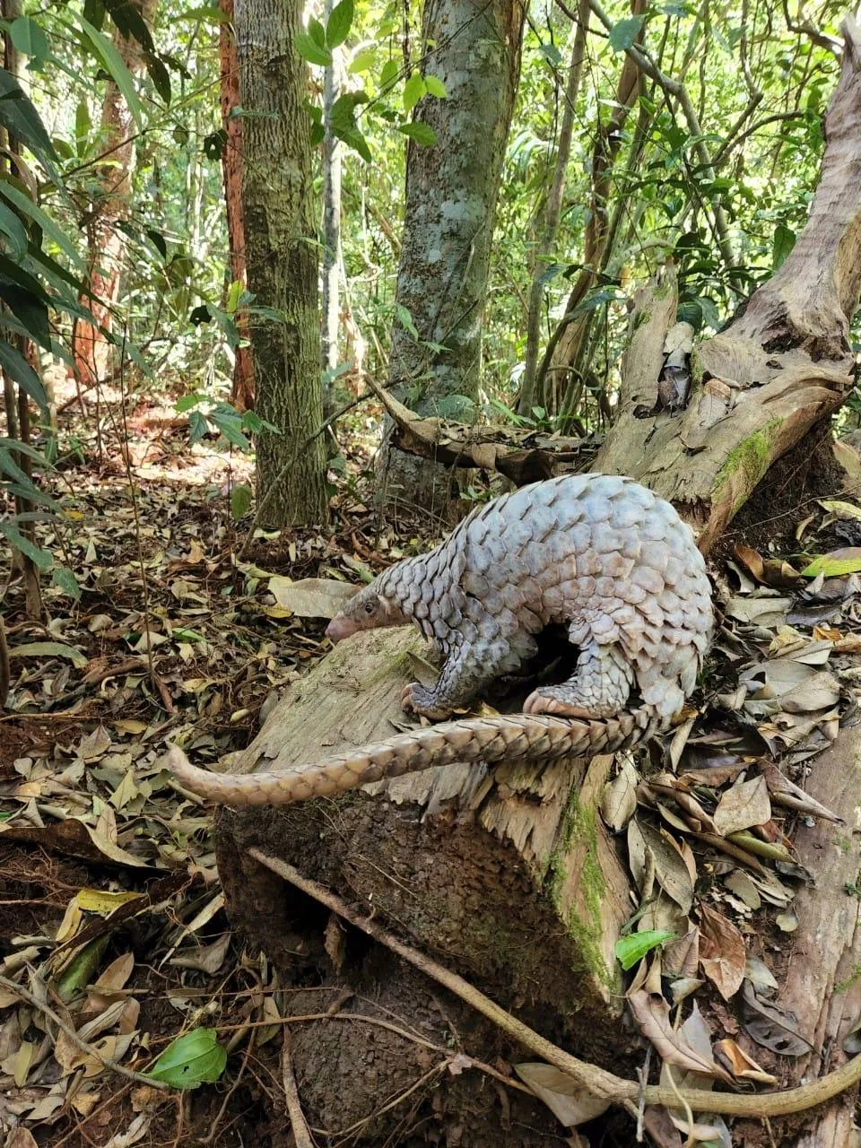 Cá thể Tê Tê Java, loài cực kỳ nguy cấp được ưu tiên bảo vệ và nghiêm cấm khai thác, sử dụng, mua bán, tiêu thụ dưới mọi hình thức. Ảnh K.T Cá thể Tê Tê Java, loài cực kỳ nguy cấp được ưu tiên bảo vệ và nghiêm cấm khai thác, sử dụng, mua bán, tiêu thụ dưới mọi hình thức. Ảnh K.T